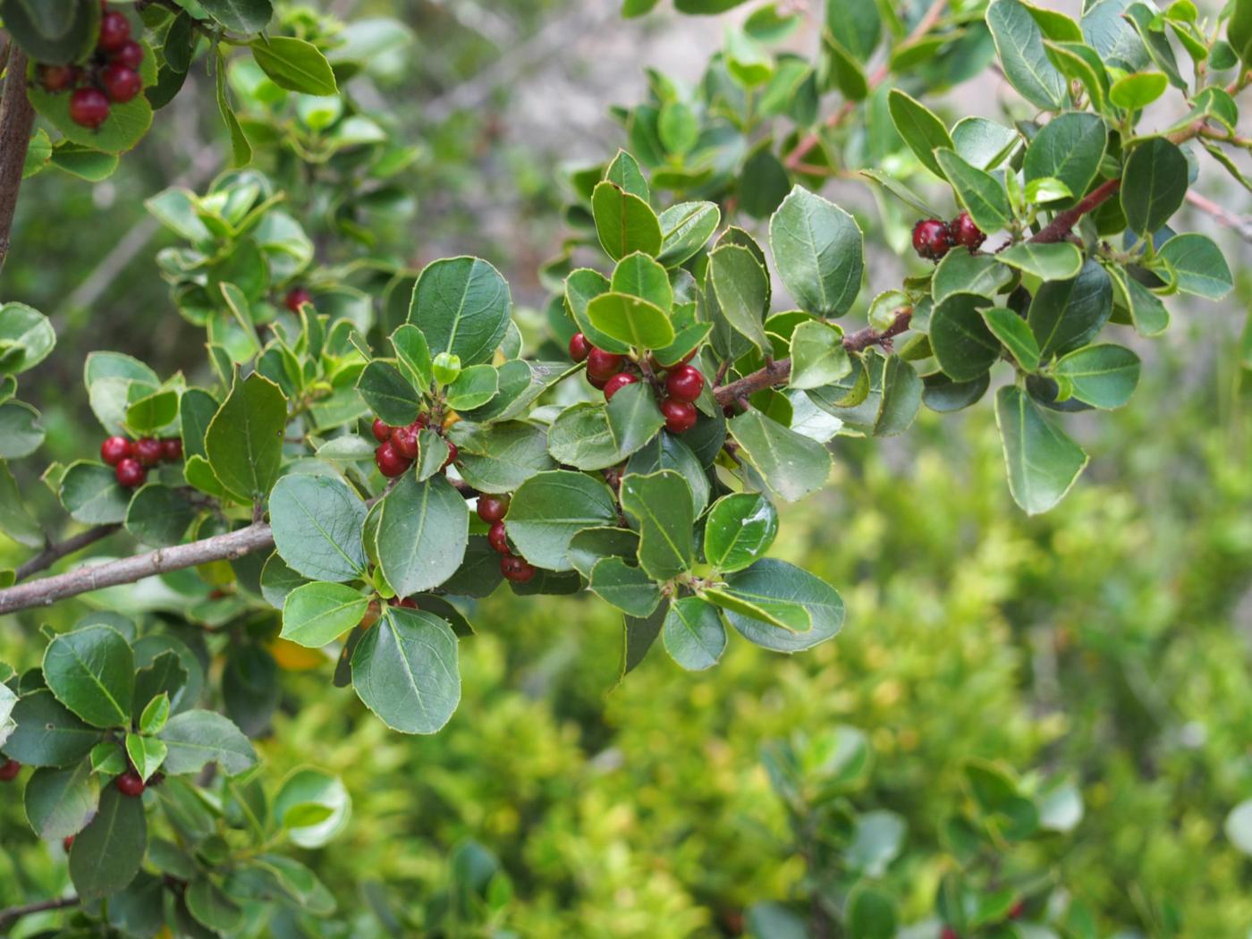 Buckthorn, Italian plant